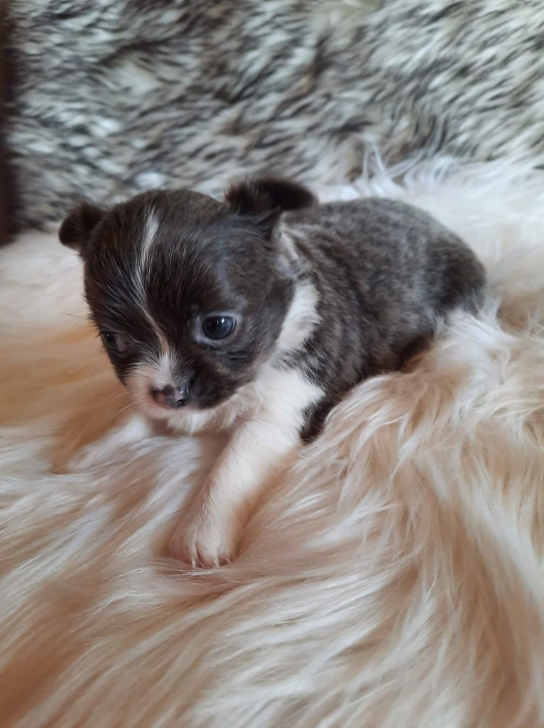 Isabelle Billon - Chiot disponible  - Chihuahua